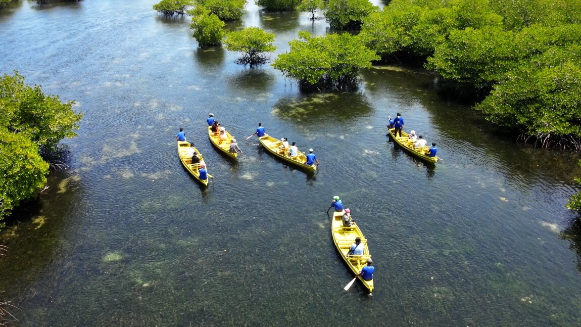 Mangrove Tour and Seaweed Harvesting