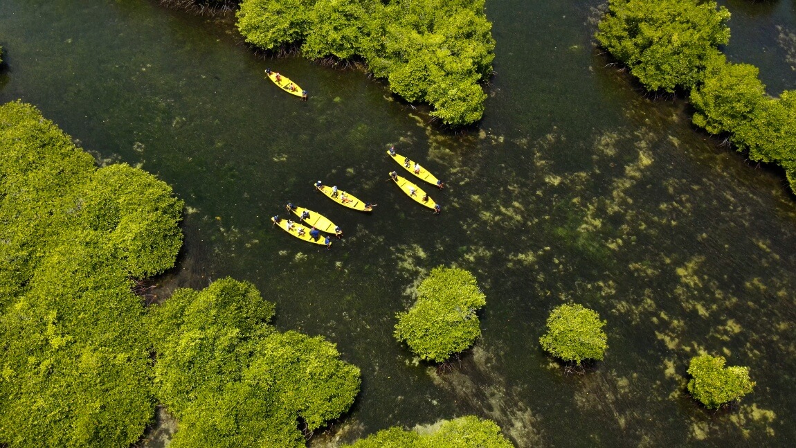 Mangrove Tour and Seaweed Harvesting