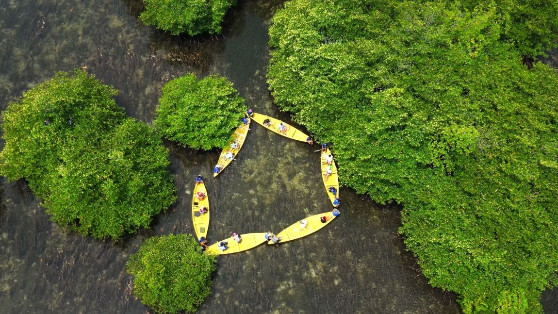 Mangrove Tour and Seaweed Harvesting