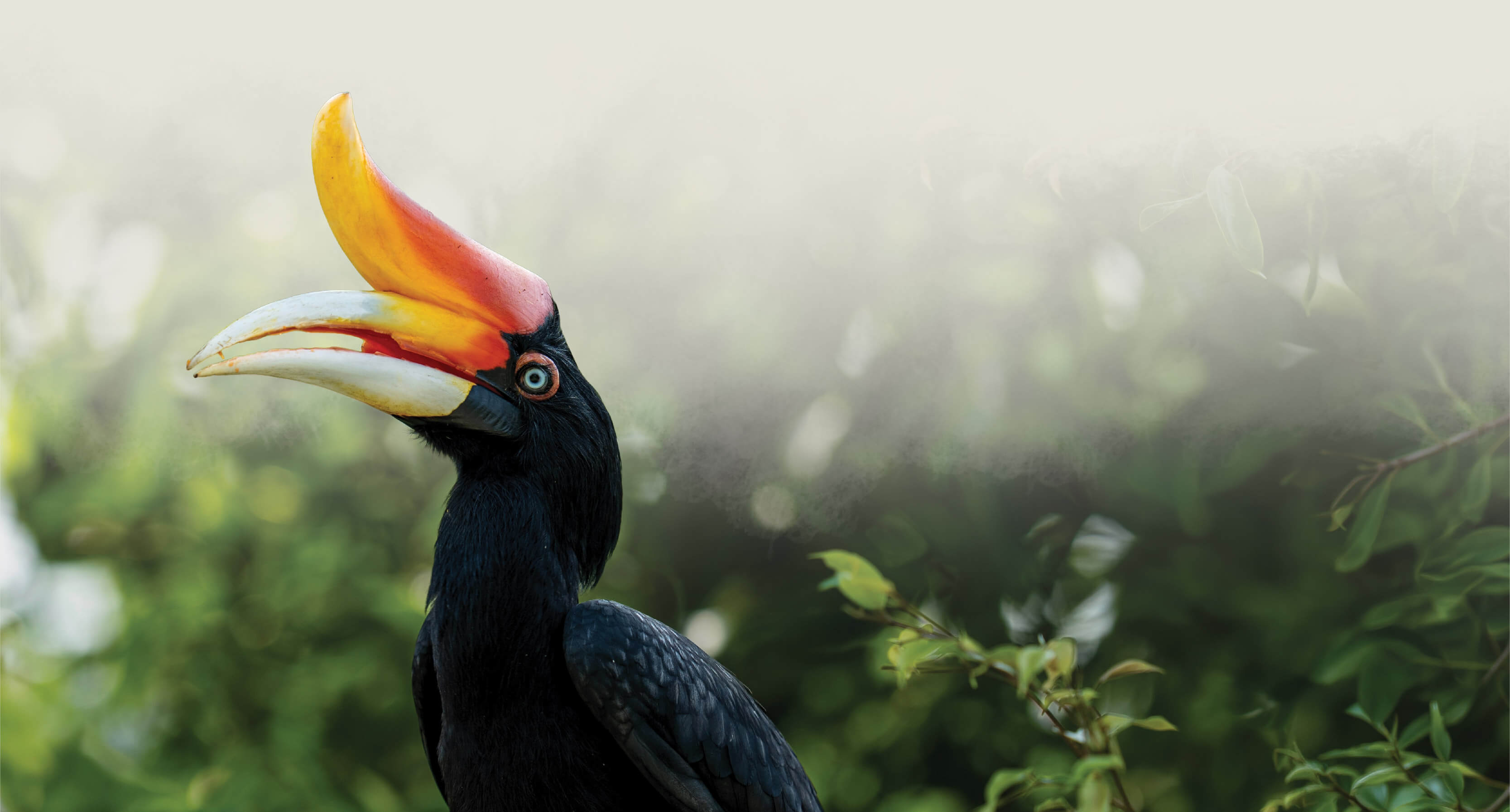 Discover Sarawak